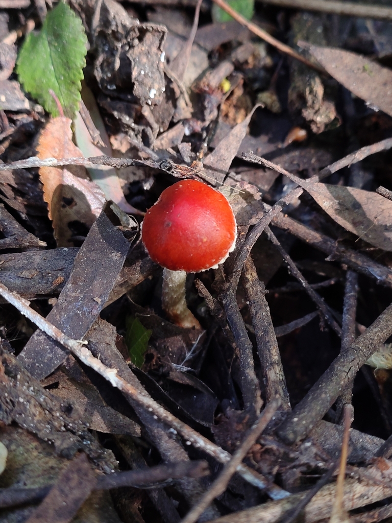 Leratiomyces ceres · May 2026 · photo: © hortonf (iNaturalist, cc-by)