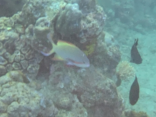 Pseudanthias huchtii