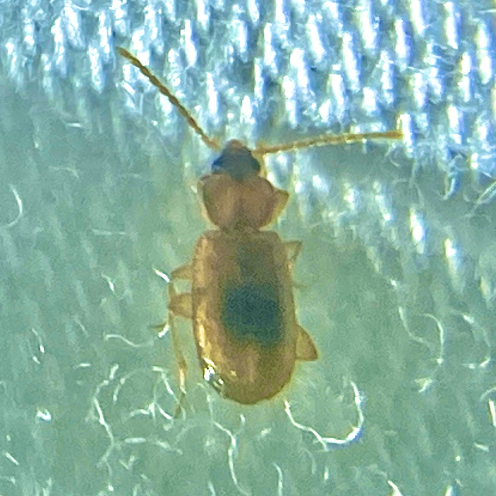 Micratopus aenescens