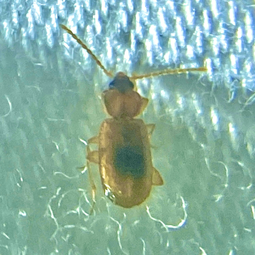 Micratopus aenescens