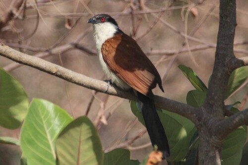 Senegal Coucal