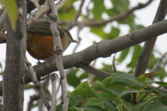 Turdus rufiventris