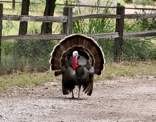 iNaturalist observation photo of Wild Turkey