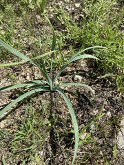 Zephyranthes drummondii