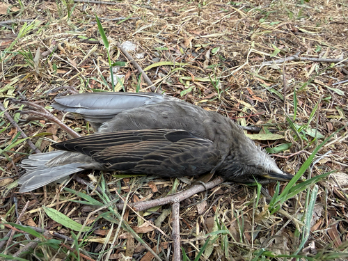 iNaturalist observation photo of European Starling