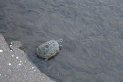 Emys orbicularis persica