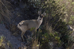 Hippocamelus antisensis