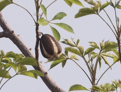 red kapok tree