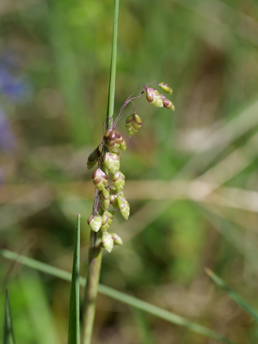 Otra foto de Quaking grass