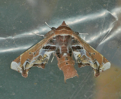 Eutelia pulcherrimus