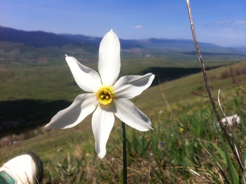 Narcissus poeticus