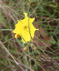 Oenothera berlandieri