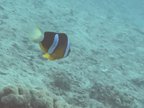Amphiprion clarkii