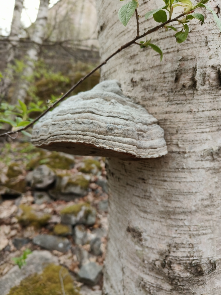 Fomes fomentarius · May 2026 · photo: © iida_osterman (iNaturalist, cc-by)
