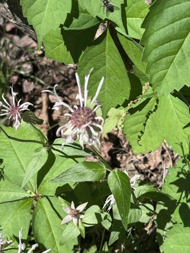 Monarda russeliana
