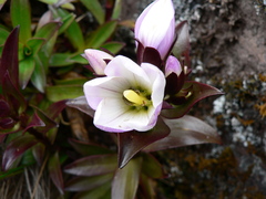 Gentianella foliosa