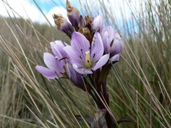 Gentianella foliosa