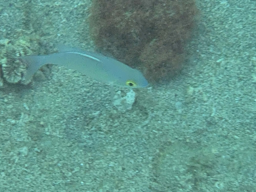Scolopsis ciliata