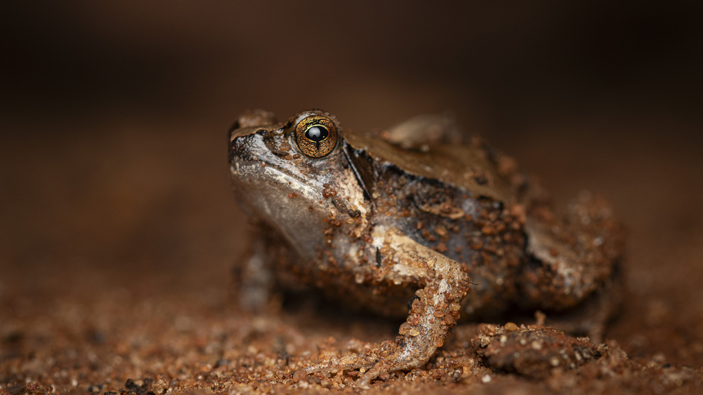 Moquard's Burrowing Frog