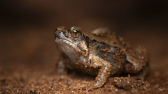 Mocquard's Rain Frog photo 2