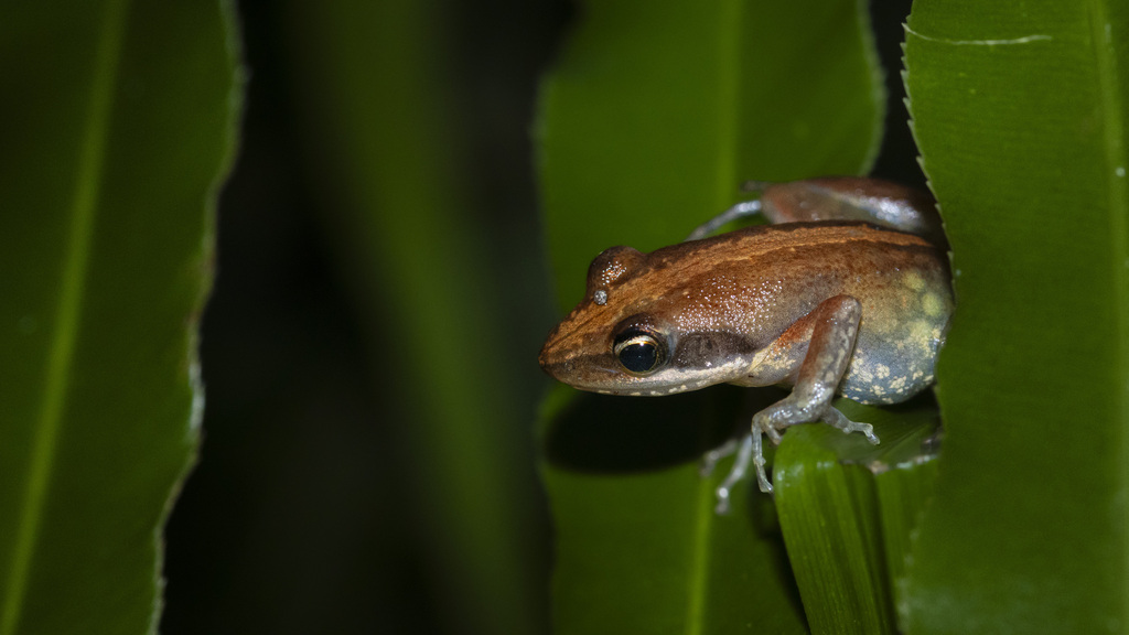 Witte's Madagascar Frog