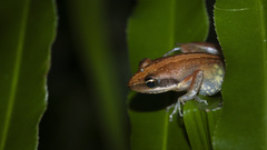 Witte's Madagascar Frog photo 1