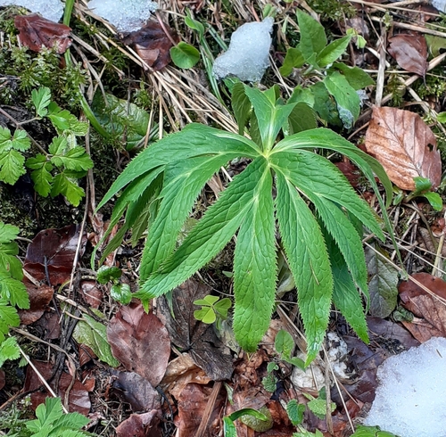 Helleborus purpurascens, photograph 6
