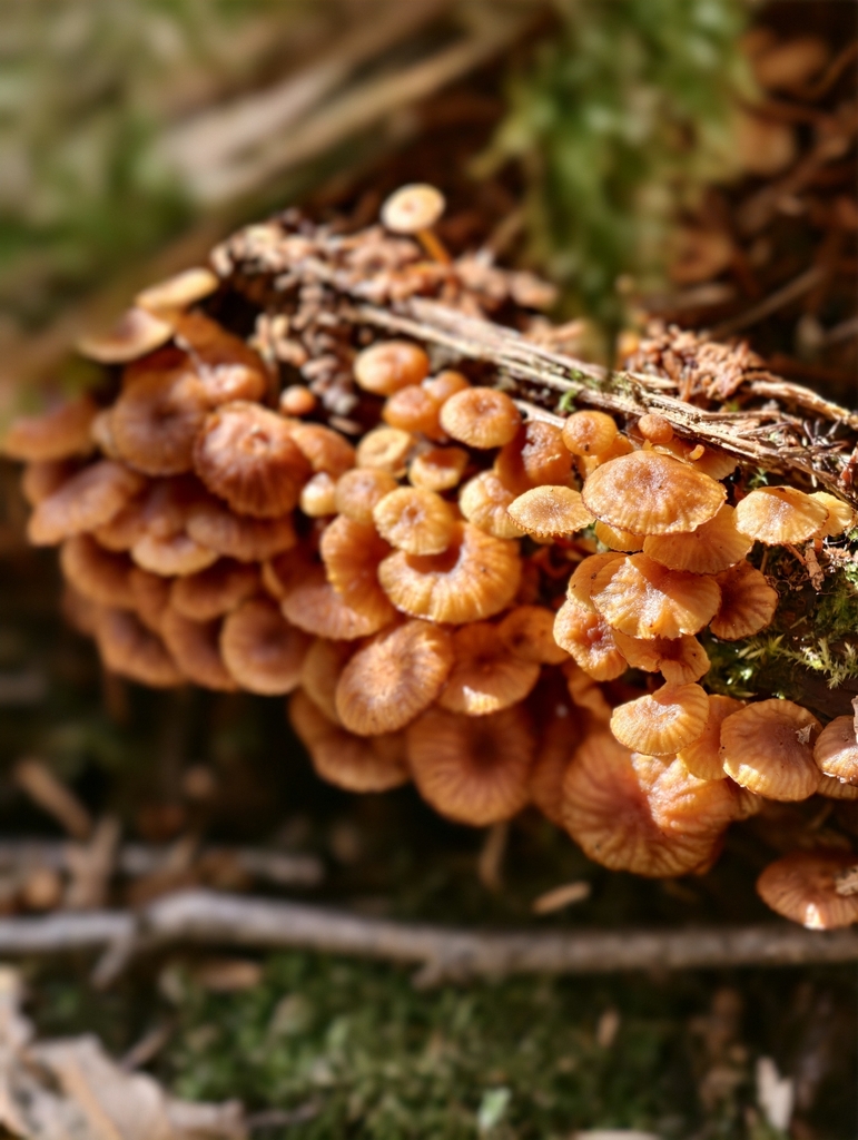 Xeromphalina campanella · May 2026 · photo: © sergei26320 (iNaturalist, cc0)