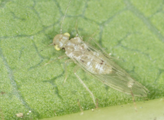 Trichopsocus clarus