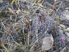 Echinofossulocactus ochoterenaus