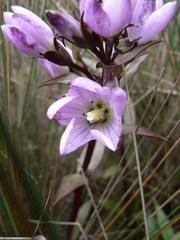 Gentianella foliosa