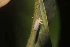 Omolicna
