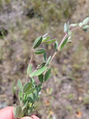 iNaturalist observation photo of Spanish clover