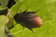 Nyctibora azteca