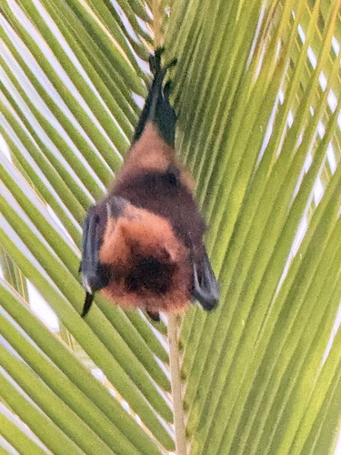 Mauritius Flying-fox
