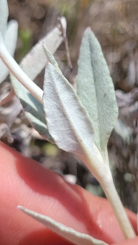 iNaturalist observation photo of Long-stemmed Buckwheat