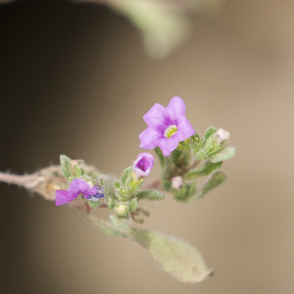 Nama coulteri