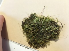 Pseudohygrohypnum eugyrium