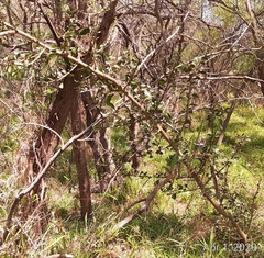 Randia obcordata