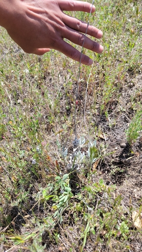 iNaturalist observation photo of Long-stemmed Buckwheat