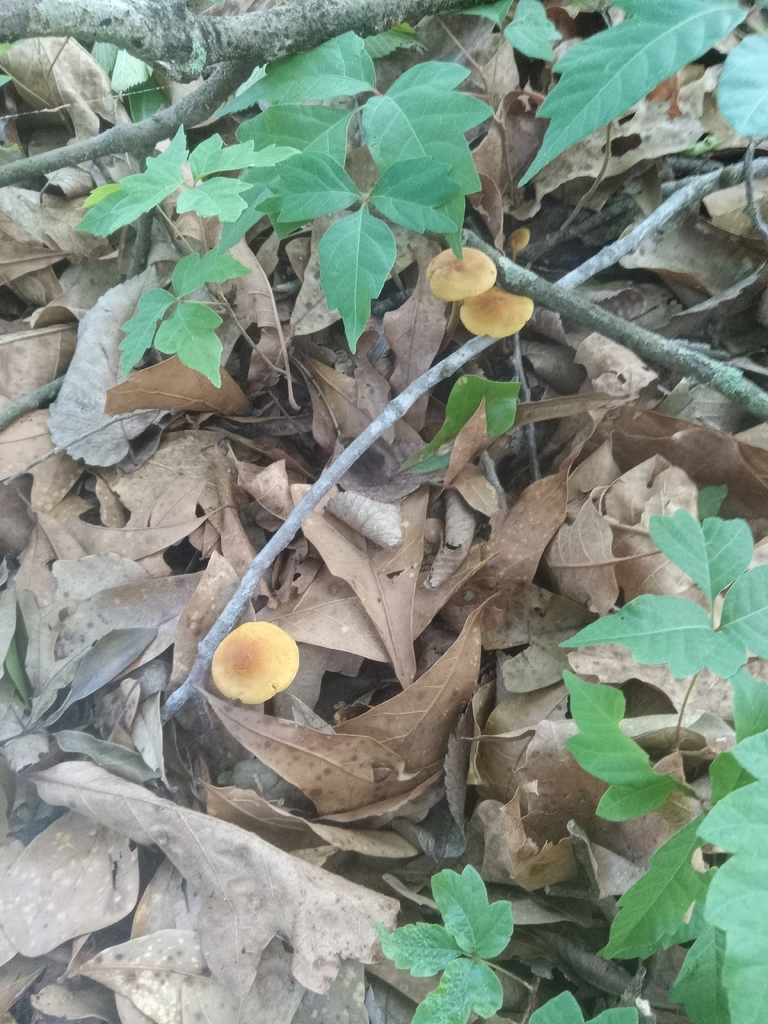 Heimiomyces sp. 'MO01'