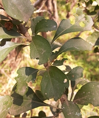 Randia obcordata