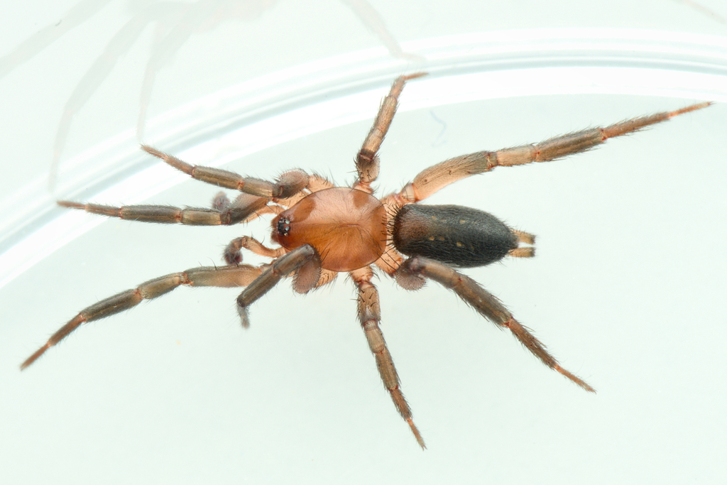 Civizelotes medianus