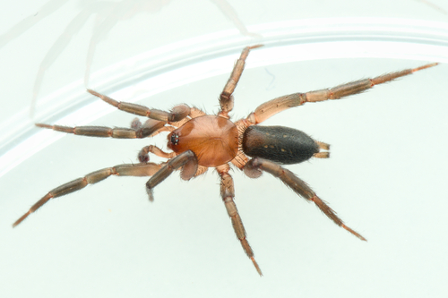 Civizelotes medianus