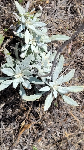 iNaturalist observation photo of Long-stemmed Buckwheat