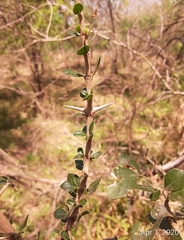 Randia obcordata