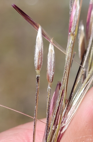 iNaturalist observation photo of purple needlegrass