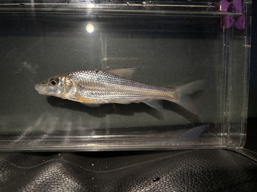 Barbel steed (Hemibarbus labeo) — Cyprinidae — 3