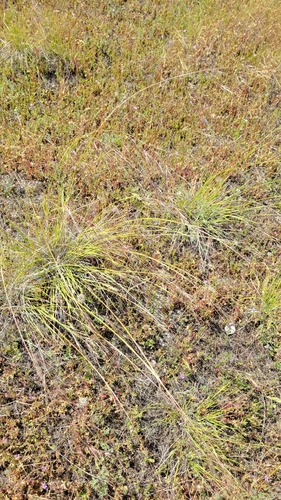 iNaturalist observation photo of purple needlegrass