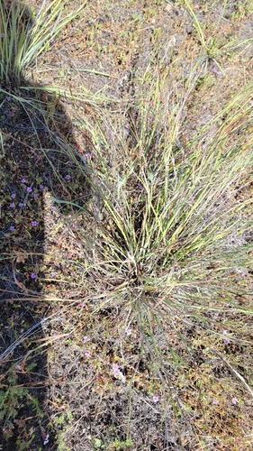 iNaturalist observation photo of western blue-eyed grass